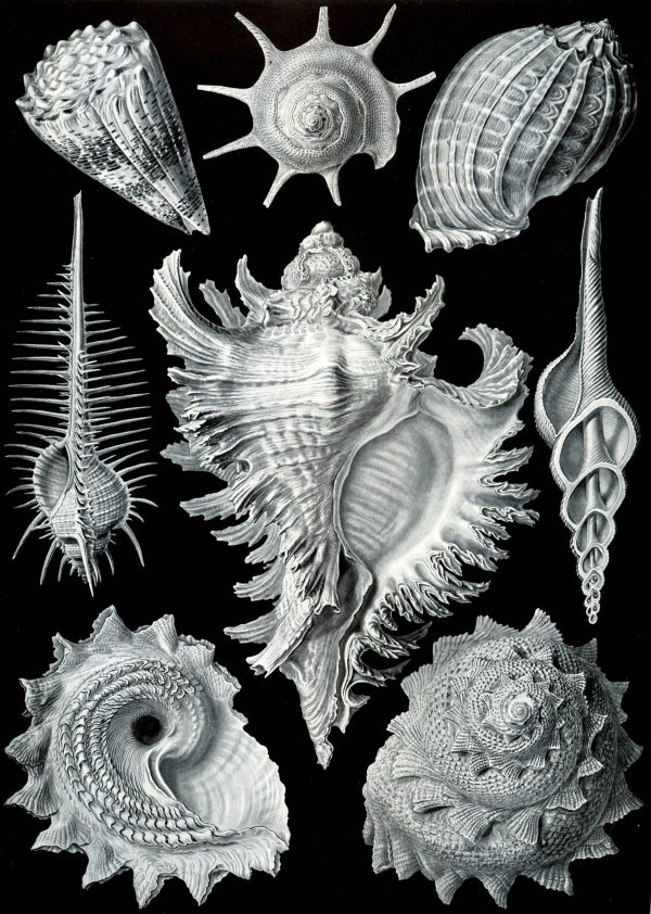Detailed illustration of various marine molluscs and shells from Mistward Maps.
