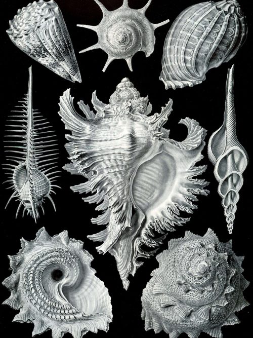 Detailed illustration of various marine molluscs and shells from Mistward Maps.