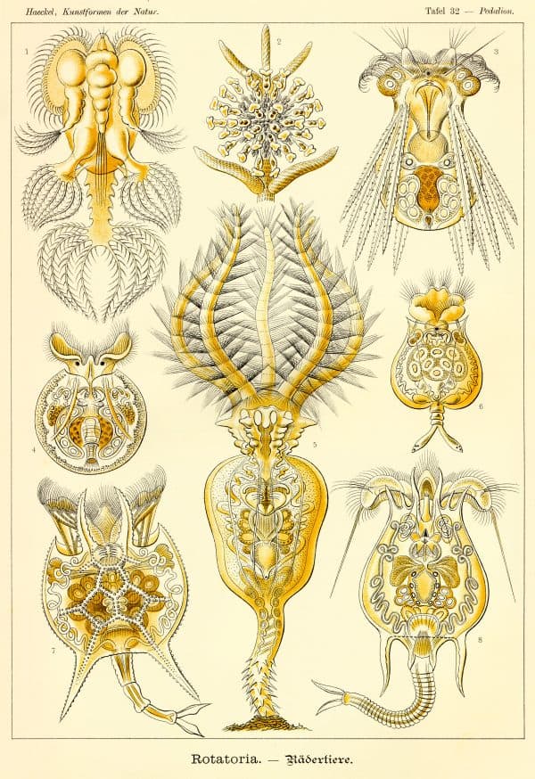 Detailed illustration of rotatoria, showcasing various microscopic aquatic creatures.