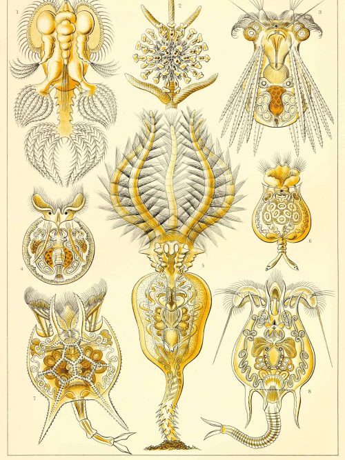 Detailed illustration of rotatoria, showcasing various microscopic aquatic creatures.