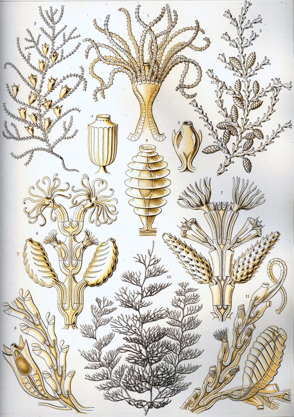 Detailed illustration of various rotatorian species and aquatic plants.