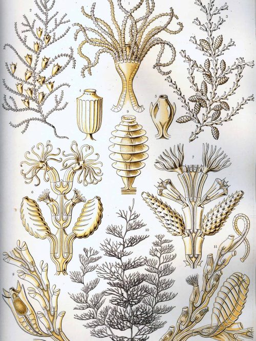 Detailed illustration of various rotatorian species and aquatic plants.