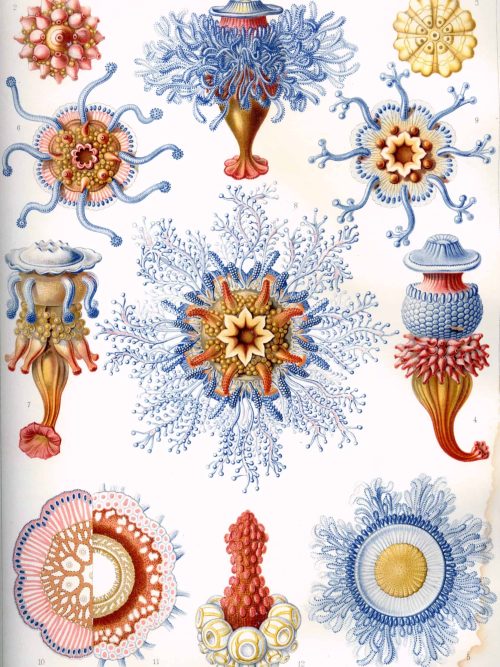 Marine Siphonophore species illustration.