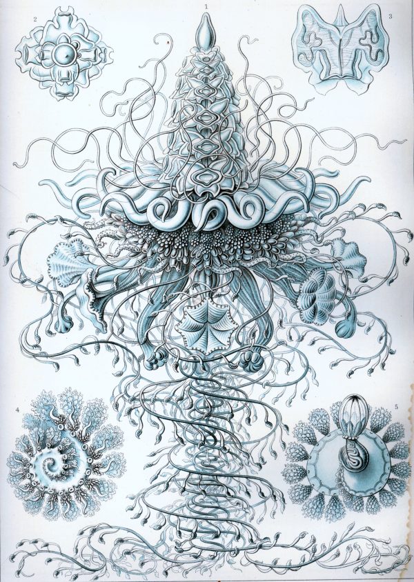 Siphonophorae I illustration showing detailed siphonophore anatomy and structure.