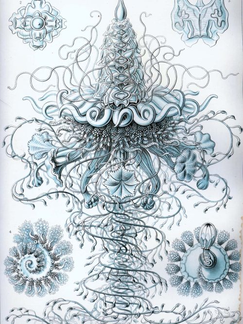 Siphonophorae I illustration showing detailed siphonophore anatomy and structure.