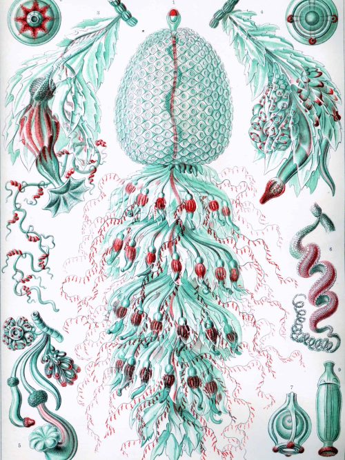Detailed diagram of siphonophore anatomy highlighting tentacles and cellular structures.