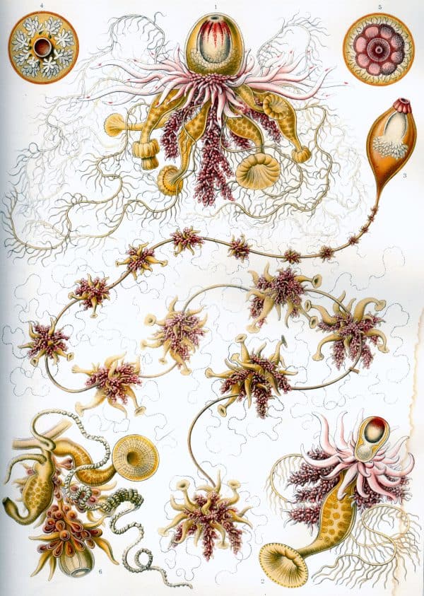 Detailed illustration of Siphonophorae, showcasing their complex structure and bioluminescent featur.