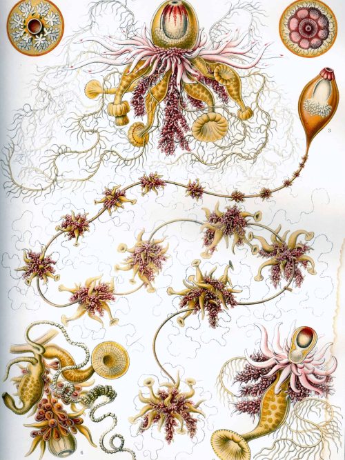 Detailed illustration of Siphonophorae, showcasing their complex structure and bioluminescent featur.