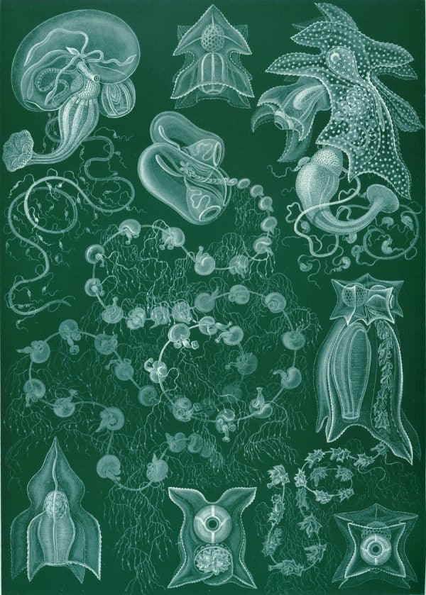 Siphonophorae illustration showing diverse colonial marine organisms with detailed structures.