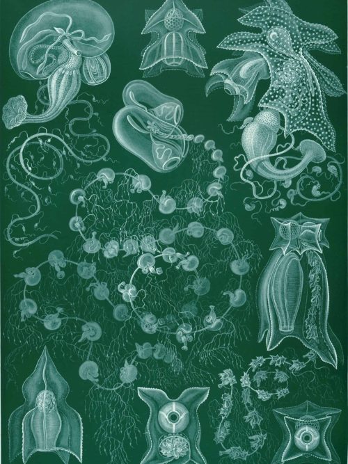 Siphonophorae illustration showing diverse colonial marine organisms with detailed structures.