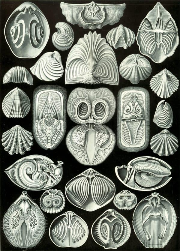 Ancient marine shells and fossils related to Spyroidea, showcasing diverse forms and intricate patte.