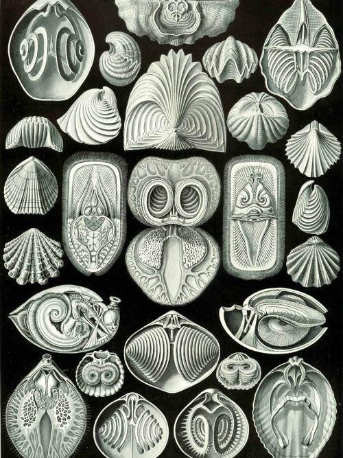 Ancient marine shells and fossils related to Spyroidea, showcasing diverse forms and intricate patte.