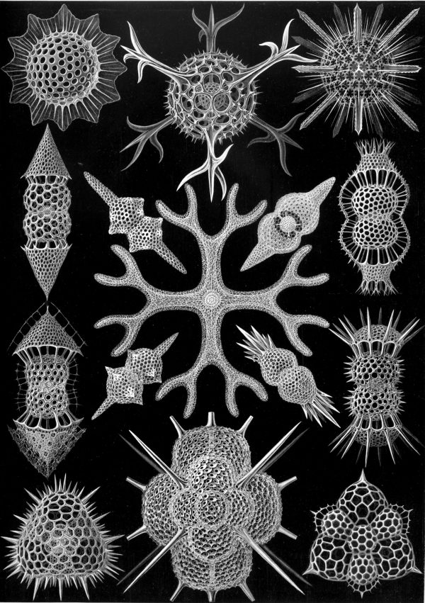 Ancient Spyroidea sea creatures map, showcasing diverse radiolarian species.