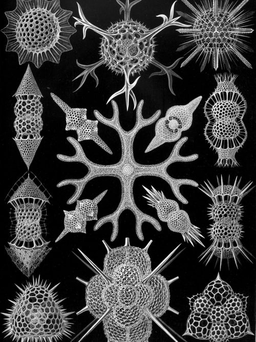 Ancient Spyroidea sea creatures map, showcasing diverse radiolarian species.