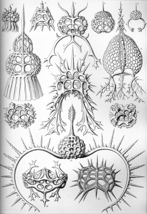 Detailed drawing of various Spyroidea species showcasing their unique spiny exteriors.