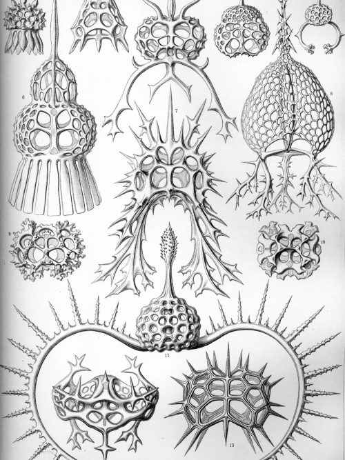 Detailed drawing of various Spyroidea species showcasing their unique spiny exteriors.