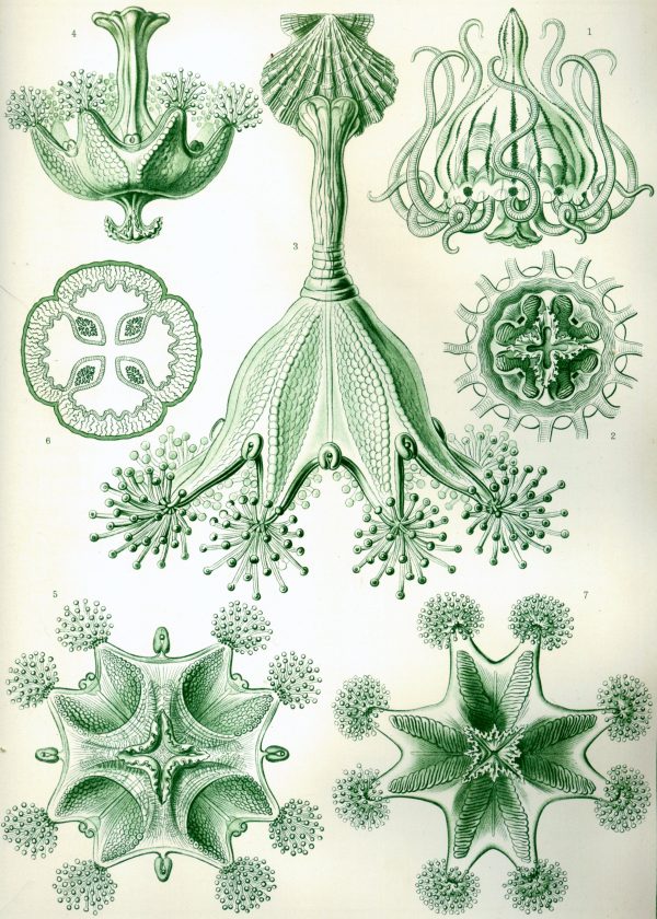 Detailed illustration of Tetracoralla coral structures for geological mapping.