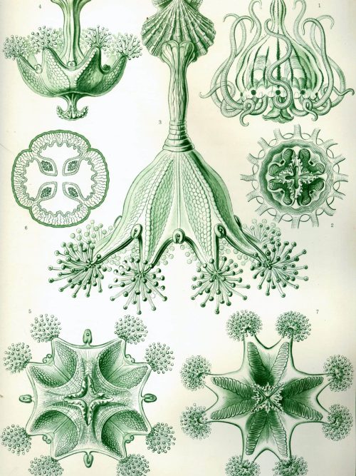 Detailed illustration of Tetracoralla coral structures for geological mapping.