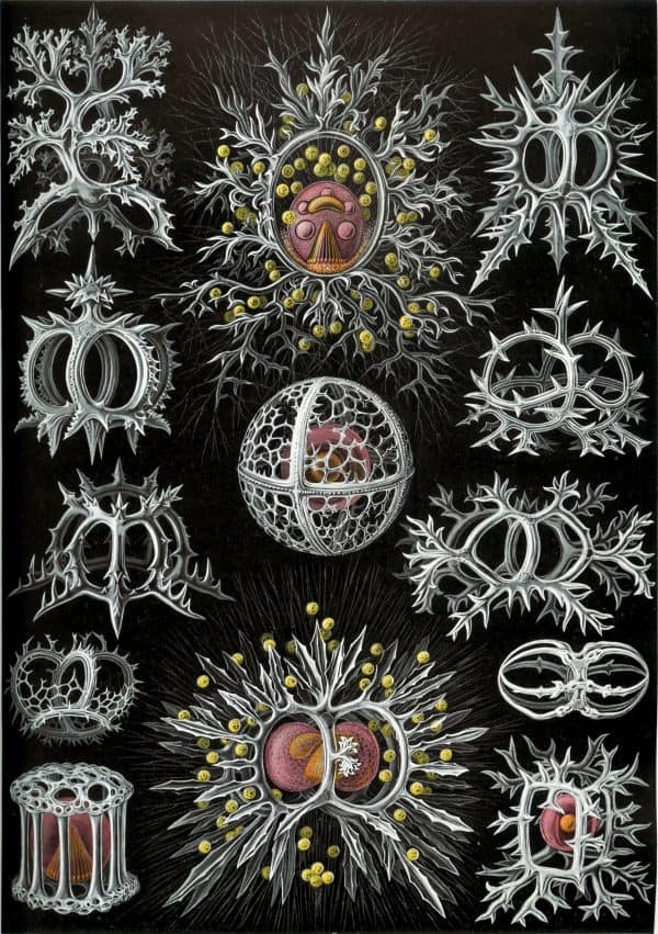Artistic illustration of Tetracoralla coral fossils with detailed skeletal structures.