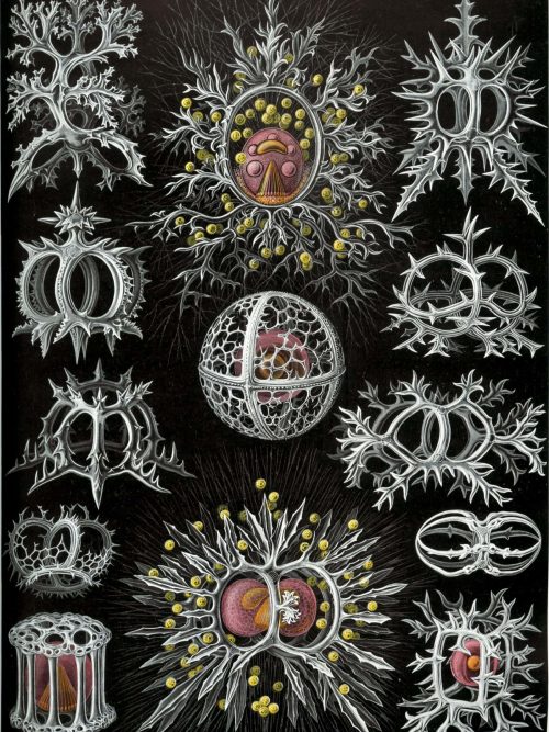 Tetracoralla Marine Fossil Map Artistic illustration of Tetracoralla coral fossils with detailed skeletal structures.