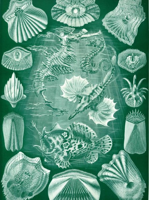 Tetracoralla Marine Fossil Map Map of Tetracoralla fossil shells and marine life forms.