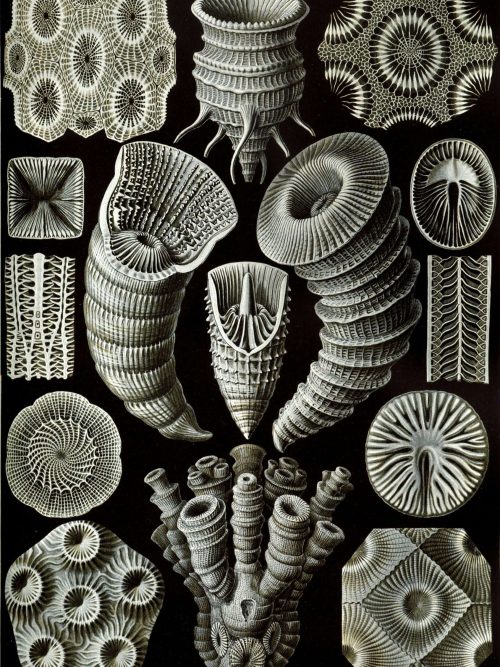 Tetracoralla Fossil Fossil of Tetracoralla coral with detailed radial symmetry and intricate patterns.