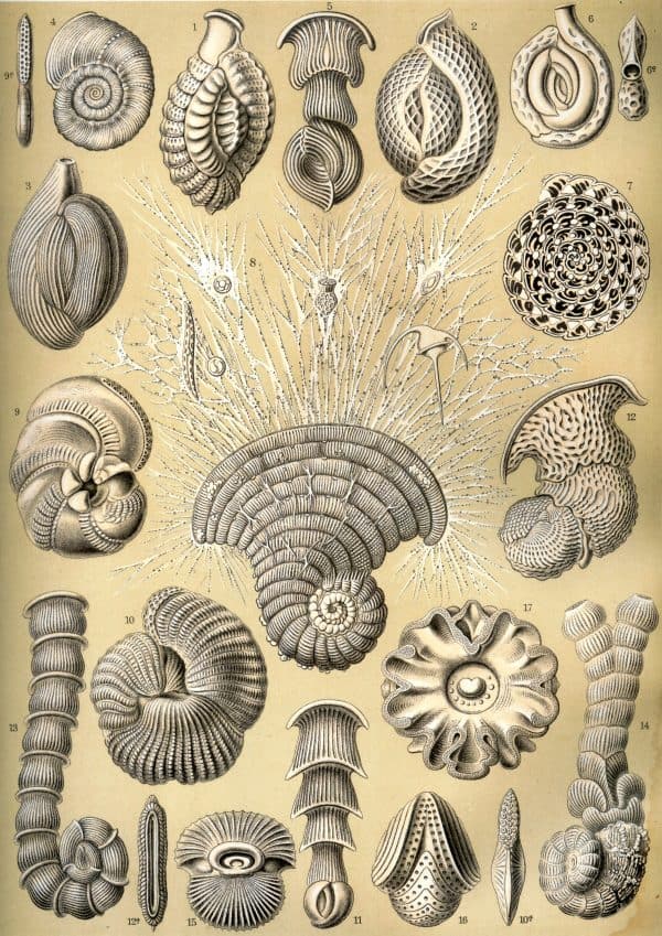 Fossil Marine Molluscs Illustration Detailed fossil marine molluscs map for geological research.