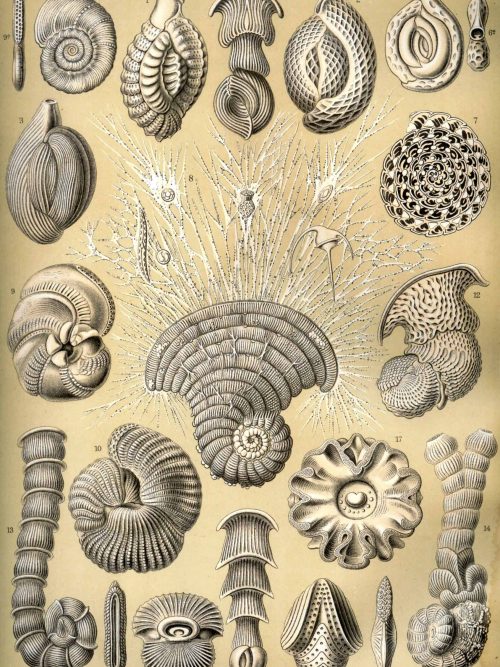 Fossil Marine Molluscs Illustration Detailed fossil marine molluscs map for geological research.