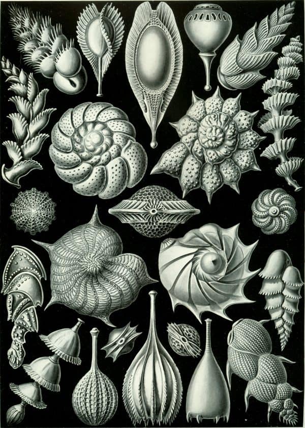 Mistward Maps - Thalamophora III Detailed black and white illustration of various seashells and marine fossils from Mistward Maps.