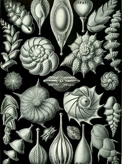 Mistward Maps - Thalamophora III Detailed black and white illustration of various seashells and marine fossils from Mistward Maps.