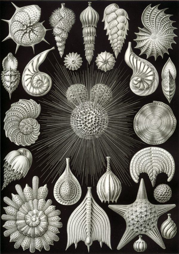 Mystward Maps - Thalamophora III Detailed illustration of various fossilized shells and marine life forms from Thalamophora III.