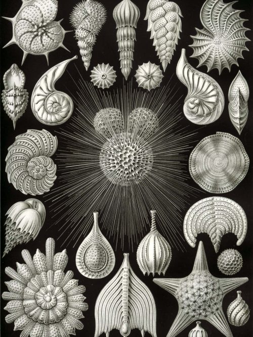 Mystward Maps - Thalamophora III Detailed illustration of various fossilized shells and marine life forms from Thalamophora III.