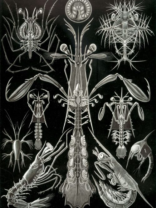 Lobster and Crustacean Species Map Detailed map of Thoracostraca crustaceans including lobsters and shrimps.