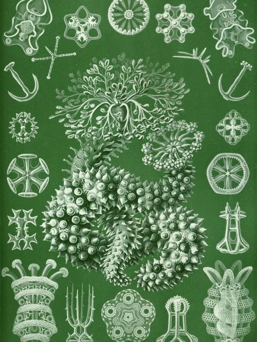 Thuroidea Map Detailed illustration of Thuroidea with various related structures and symbols.