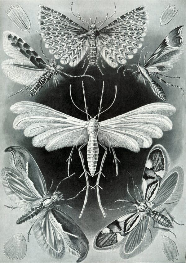 Detailed illustration of various moths and butterflies for entomology research.
