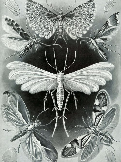Moth and Butterfly Species Illustration Detailed illustration of various moths and butterflies for entomology research.