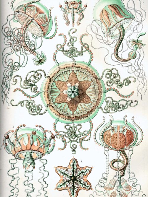 Marine invertebrate illustration from Mistward Maps, focusing on Trachomedusae species. Detailed illustration of Trachomedusae jellyfish and related marine creatures.