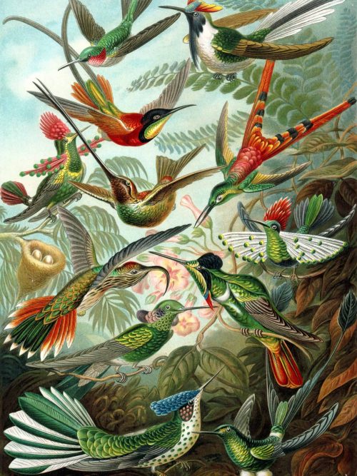 Vivid Hummingbirds in Tropical Forest Scene Colourful hummingbirds perched among lush foliage and flowers.