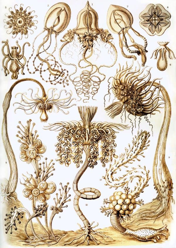 Ancient marine creatures illustration highlighting diverse tubular-shaped organisms.