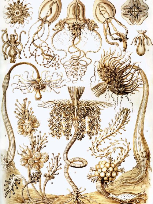 Tubulariae Ancient marine creatures illustration highlighting diverse tubular-shaped organisms.