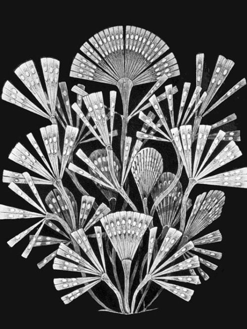 Detailed black and white illustration of Licmophora algae with fan-shaped fronds.