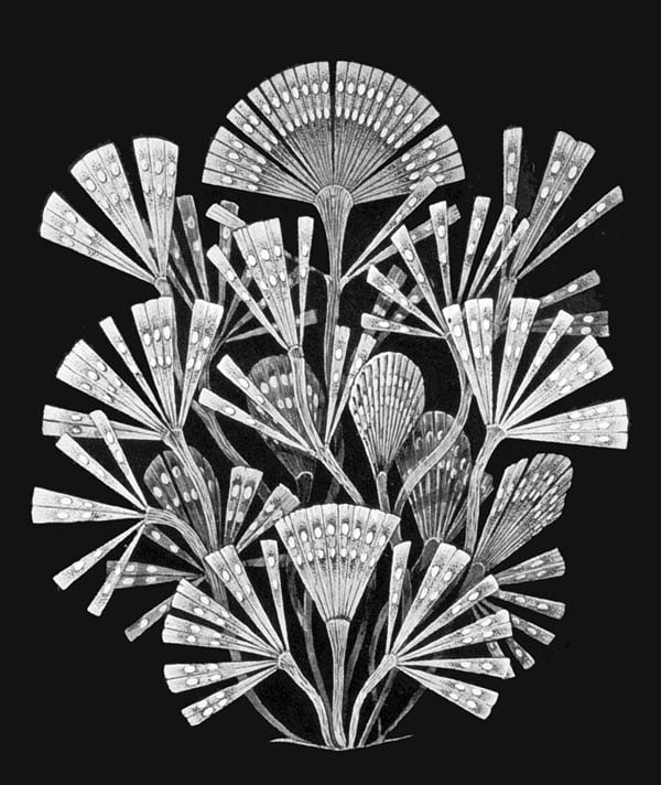 Mistward Maps of Licmophora algae Detailed black and white illustration of Licmophora algae with fan-shaped fronds.